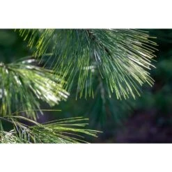 25 Ft. Live White Pine Holiday Garland For Christmas Decoration -Christmas Decor Shop bell nursery christmas garland evgrn2wpngar 4f 1000