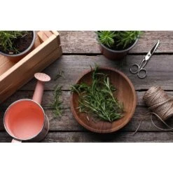 1 Gal. Rosemary Tree Live Holiday Plant In Red Pot 21 1 Gal. Rosemary Tree Live Holiday Plant In Red Pot -Christmas Decor Shop bell nursery fresh christmas plants rsmry1hol1pk 1f 1000