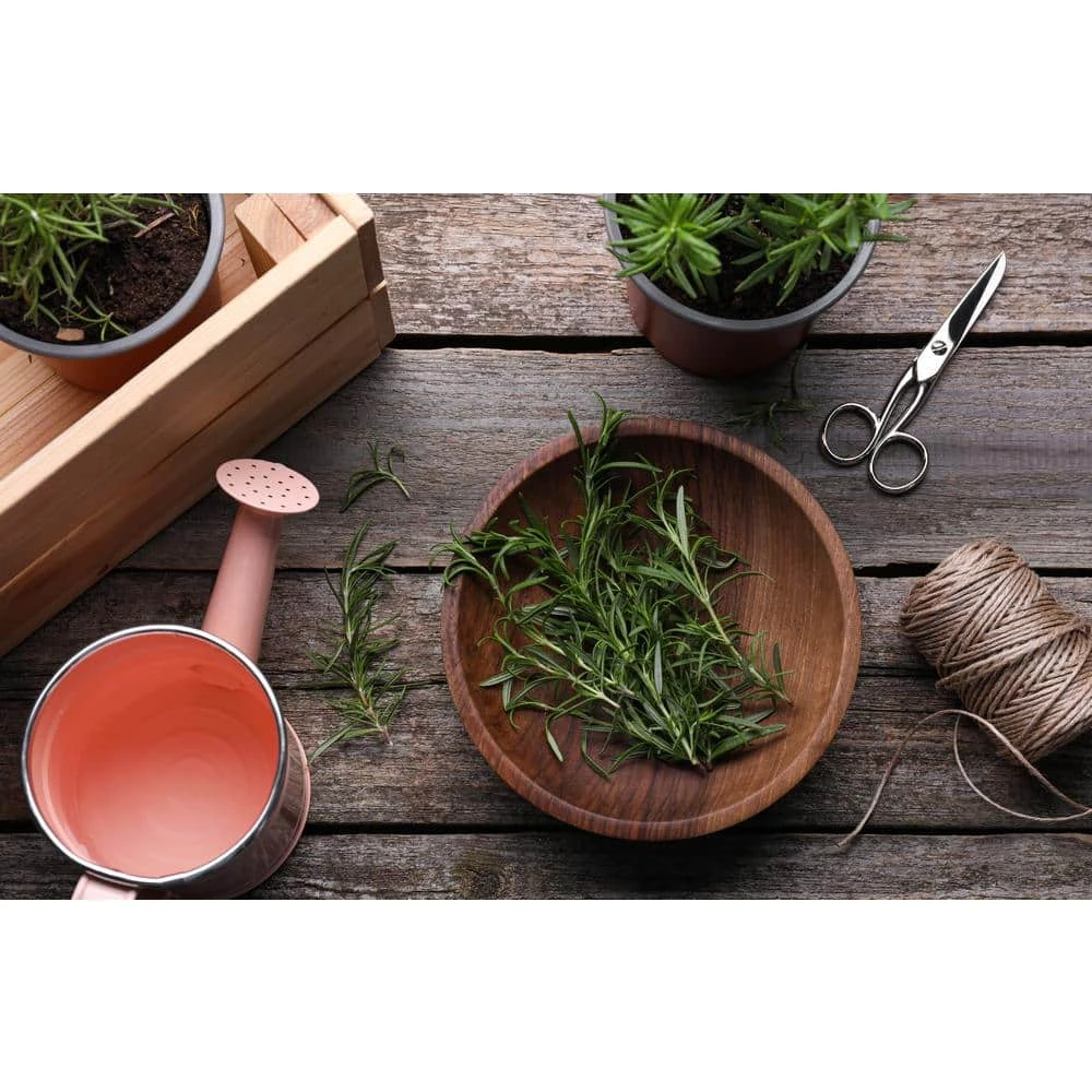 1 Gal. Rosemary Tree Live Holiday Plant In Red Pot 12 1 Gal. Rosemary Tree Live Holiday Plant In Red Pot - Image 10