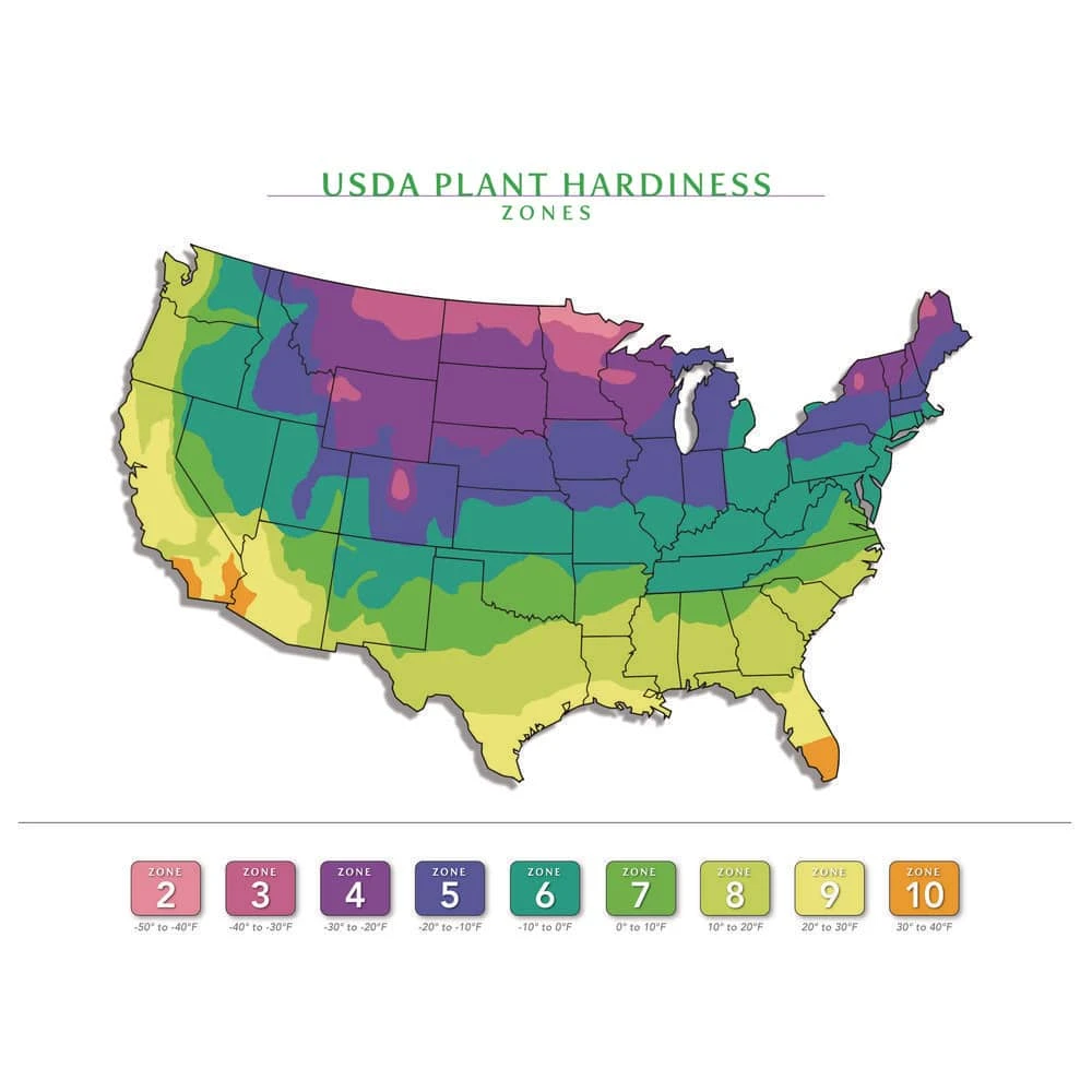 1 Gal. Rosemary Tree Live Holiday Plant In Red Pot 5 1 Gal. Rosemary Tree Live Holiday Plant In Red Pot - Image 3