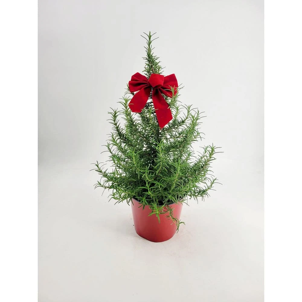 1 Gal. Rosemary Tree Live Holiday Plant In Red Pot 3 1 Gal. Rosemary Tree Live Holiday Plant In Red Pot