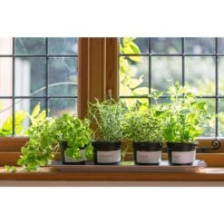 1 Gal. Rosemary Tree Live Holiday Plant In Red Pot 17 1 Gal. Rosemary Tree Live Holiday Plant In Red Pot -Christmas Decor Shop bell nursery fresh christmas plants rsmry1hol1pk 66 1000