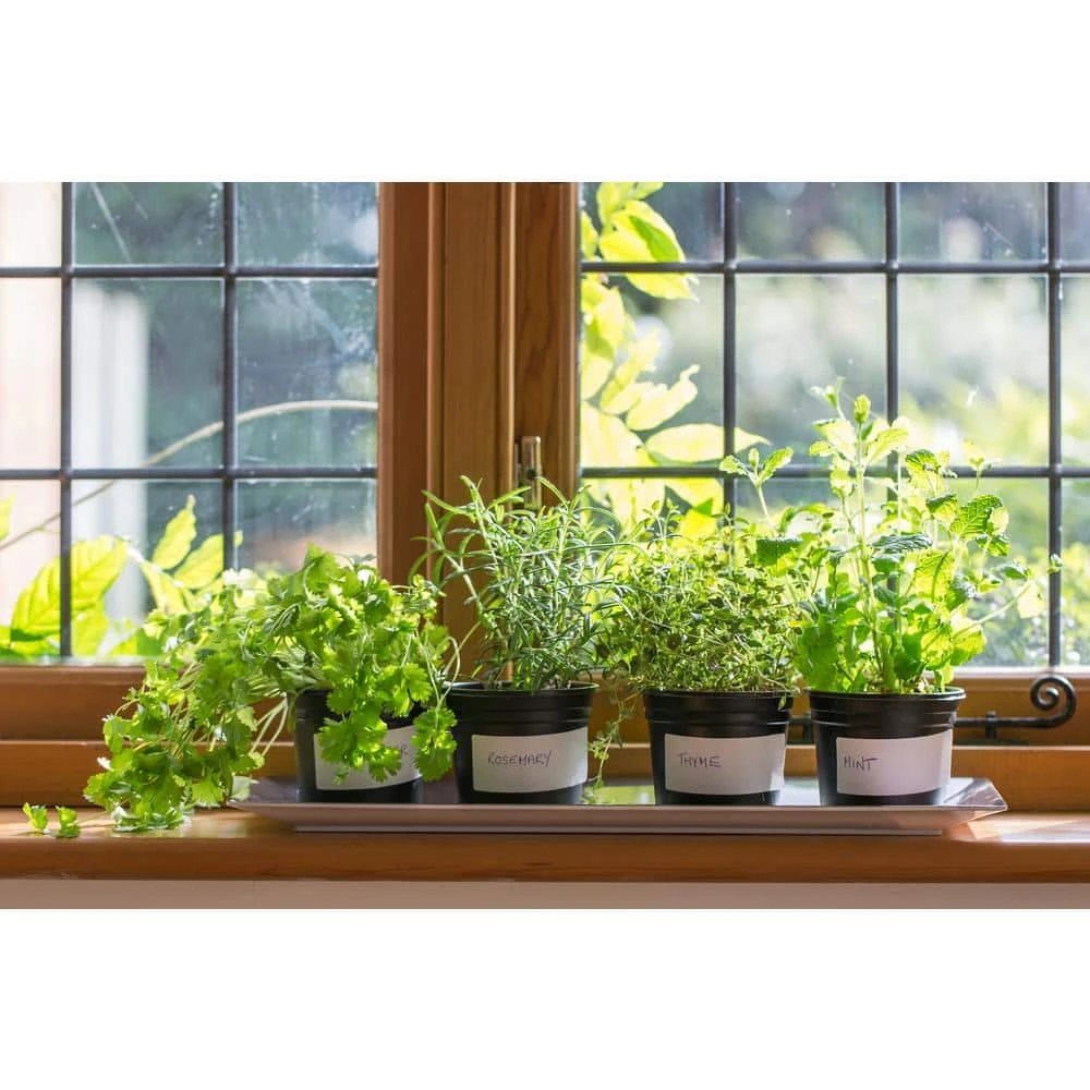 1 Gal. Rosemary Tree Live Holiday Plant In Red Pot 8 1 Gal. Rosemary Tree Live Holiday Plant In Red Pot - Image 6