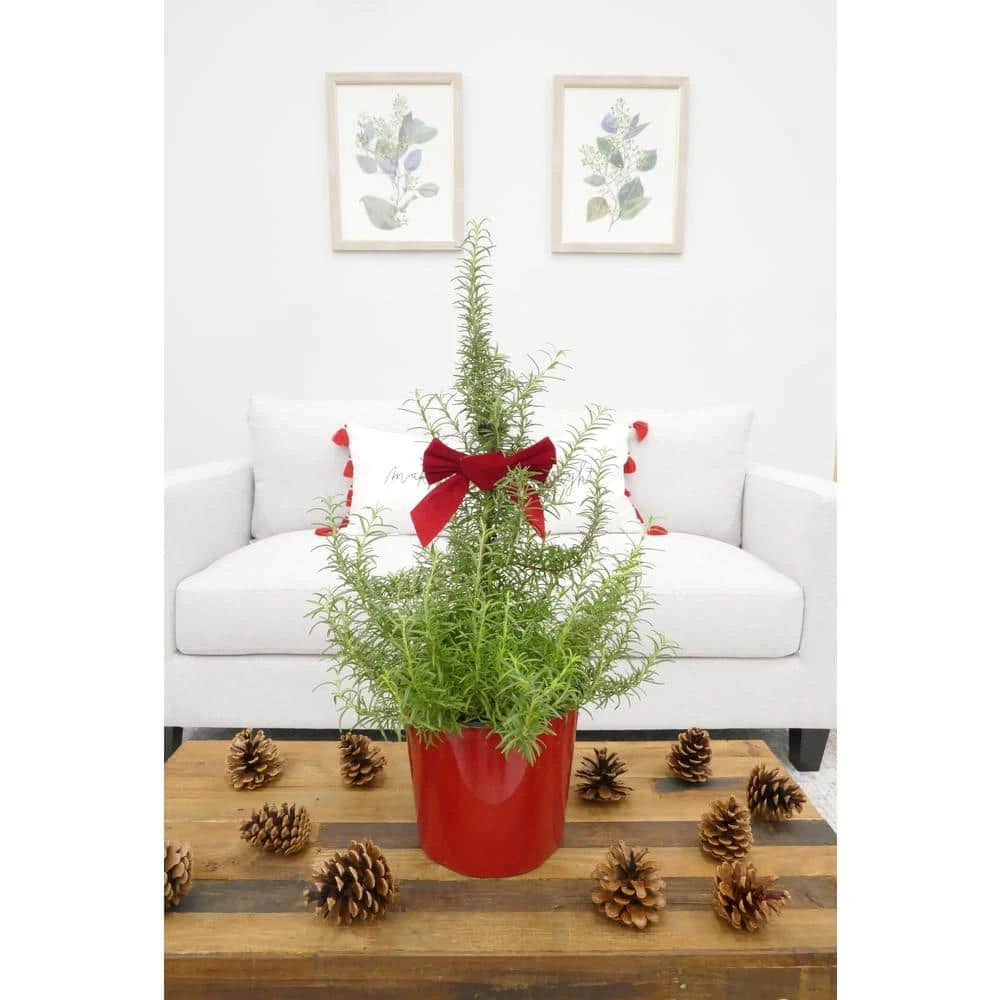 1 Gal. Rosemary Tree Live Holiday Plant In Red Pot 9 1 Gal. Rosemary Tree Live Holiday Plant In Red Pot - Image 7