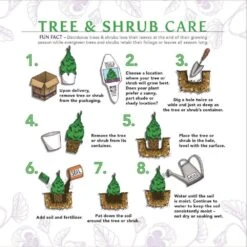 1 Gal. Rosemary Tree Live Holiday Plant In Red Pot 15 1 Gal. Rosemary Tree Live Holiday Plant In Red Pot -Christmas Decor Shop bell nursery fresh christmas plants rsmry1hol1pk a0 1000