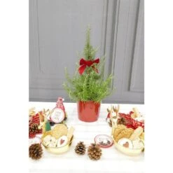 1 Gal. Rosemary Tree Live Holiday Plant In Red Pot 19 1 Gal. Rosemary Tree Live Holiday Plant In Red Pot -Christmas Decor Shop bell nursery fresh christmas plants rsmry1hol1pk c3 1000