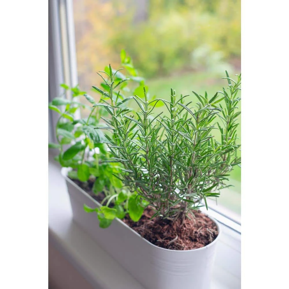 1 Gal. Rosemary Tree Live Holiday Plant In Red Pot 4 1 Gal. Rosemary Tree Live Holiday Plant In Red Pot - Image 2