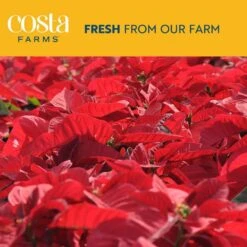 Fresh Red Poinsettia Indoor Plant With 1 Pt. Red Pot Cover, Avg. Shipping Height 10 In Tall (Live 12-Pack) -Christmas Decor Shop costa farms fresh christmas plants co 4poin 3 red 12pk 1f 1000