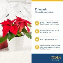 Fresh Red Poinsettia Indoor Plant With 1 Pt. Red Pot Cover, Avg. Shipping Height 10 In Tall (Live 12-Pack) -Christmas Decor Shop costa farms fresh christmas plants co 4poin 3 red 12pk 31 1000