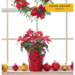 Fresh Red Poinsettia Indoor Plant With 1 Pt. Red Pot Cover, Avg. Shipping Height 10 In Tall (Live 12-Pack) -Christmas Decor Shop costa farms fresh christmas plants co 4poin 3 red 12pk 4f 1000