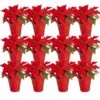 Fresh Red Poinsettia Indoor Plant With 1 Pt. Red Pot Cover, Avg. Shipping Height 10 In Tall (Live 12-Pack) -Christmas Decor Shop costa farms fresh christmas plants co 4poin 3 red 12pk 64 1000