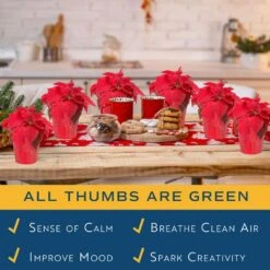 Fresh Red Poinsettia Indoor Plant With 1 Pt. Red Pot Cover, Avg. Shipping Height 10 In Tall (Live 12-Pack) -Christmas Decor Shop costa farms fresh christmas plants co 4poin 3 red 12pk 76 1000