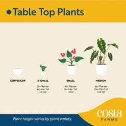 6 In. Holiday Live Indoor Poinsettia In Gold Pot Cover (2-Pack) 13 6 In. Holiday Live Indoor Poinsettia In Gold Pot Cover (2-Pack) -Christmas Decor Shop costa farms fresh christmas plants m poi w gld 02 44 1000