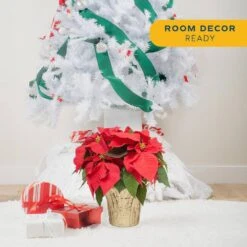 6 In. Holiday Live Indoor Poinsettia In Gold Pot Cover (2-Pack) 11 6 In. Holiday Live Indoor Poinsettia In Gold Pot Cover (2-Pack) -Christmas Decor Shop costa farms fresh christmas plants m poi w gld 02 4f 1000