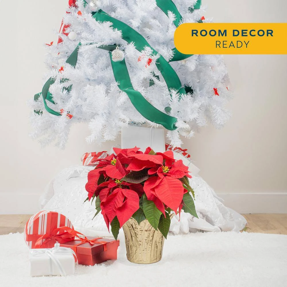 6 In. Holiday Live Indoor Poinsettia In Gold Pot Cover (2-Pack) 5 6 In. Holiday Live Indoor Poinsettia In Gold Pot Cover (2-Pack) - Image 3