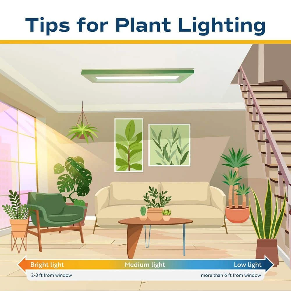 6 In. Holiday Live Indoor Poinsettia In Gold Pot Cover (2-Pack) 8 6 In. Holiday Live Indoor Poinsettia In Gold Pot Cover (2-Pack) - Image 6