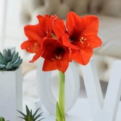 Wax-Coated Red Blooming Amaryllis Bulb (1-Pack) 9 Wax-Coated Red Blooming Amaryllis Bulb (1-Pack) -Christmas Decor Shop cottage farms direct fresh christmas plants hd9019 1f 1000