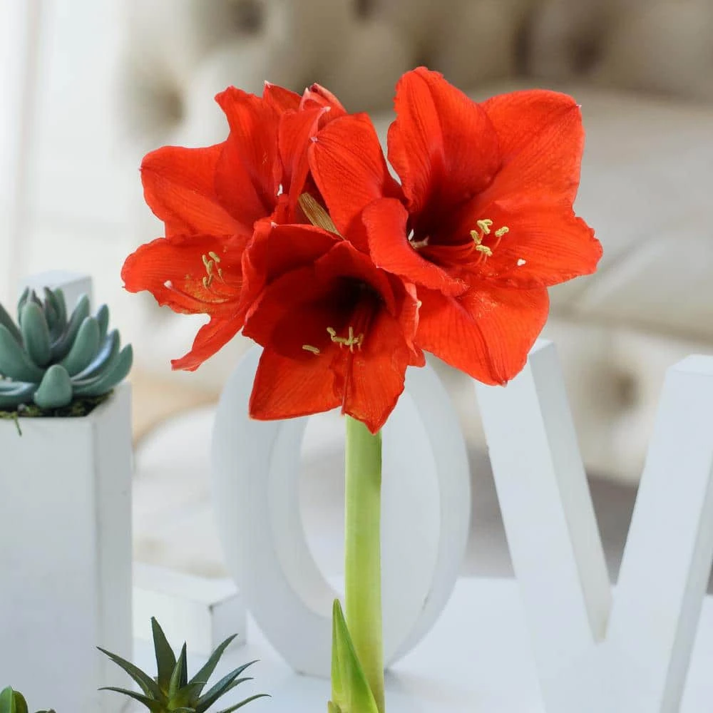 Wax-Coated Red Blooming Amaryllis Bulb (1-Pack) 6 Wax-Coated Red Blooming Amaryllis Bulb (1-Pack) - Image 4