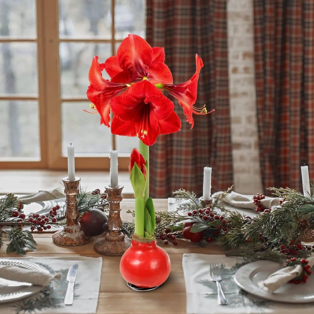 Wax-Coated Red Blooming Amaryllis Bulb (1-Pack) 5 Wax-Coated Red Blooming Amaryllis Bulb (1-Pack) - Image 3