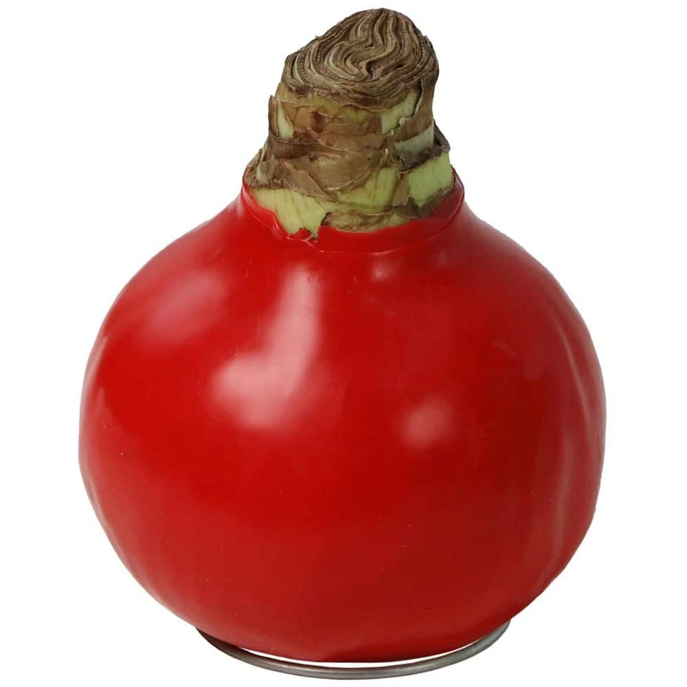 Wax-Coated Red Blooming Amaryllis Bulb (1-Pack) 4 Wax-Coated Red Blooming Amaryllis Bulb (1-Pack) - Image 2