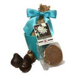 Baby Blue Paperwhite Ceramic Holiday Planting Kit