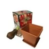 Minerva Amaryllis Planting Box Kit 2 Minerva Amaryllis Planting Box Kit -Christmas Decor Shop daylily nursery fresh christmas plants 36544895 64 1000
