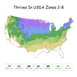 3 Gal. Dwarf Alberta Spruce Shrub In Decorative Pot And Bow With Dense Green Needle Like Foliage -Christmas Decor Shop fresh christmas plants 14009 1f 1000