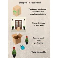 3 Gal. Dwarf Alberta Spruce Shrub In Decorative Pot And Bow With Dense Green Needle Like Foliage -Christmas Decor Shop fresh christmas plants 14009 44 1000