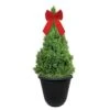 3 Gal. Dwarf Alberta Spruce Shrub In Decorative Pot And Bow With Dense Green Needle Like Foliage -Christmas Decor Shop fresh christmas plants 14009 64 1000