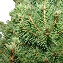 3 Gal. Dwarf Alberta Spruce Shrub In Decorative Pot And Bow With Dense Green Needle Like Foliage -Christmas Decor Shop fresh christmas plants 14009 c3 1000