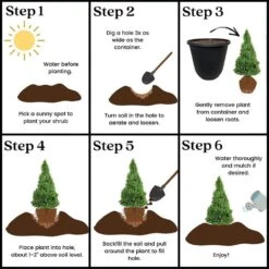 3 Gal. Dwarf Alberta Spruce Shrub In Decorative Pot And Bow With Dense Green Needle Like Foliage -Christmas Decor Shop fresh christmas plants 14009 fa 1000