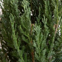 2.5 Qt. Holiday Blue Point Juniper Living Christmas Tree With Burlap Wrap 13 2.5 Qt. Holiday Blue Point Juniper Living Christmas Tree With Burlap Wrap -Christmas Decor Shop fresh christmas plants 3373dp7 1f 1000
