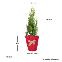 2.5 Qt. Holiday Blue Point Juniper Living Christmas Tree With Burlap Wrap 12 2.5 Qt. Holiday Blue Point Juniper Living Christmas Tree With Burlap Wrap -Christmas Decor Shop fresh christmas plants 3373dp7 4f 1000