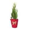 2.5 Qt. Holiday Blue Point Juniper Living Christmas Tree With Burlap Wrap