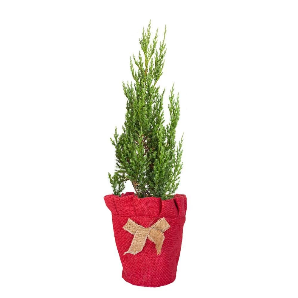 2.5 Qt. Holiday Blue Point Juniper Living Christmas Tree With Burlap Wrap 3 2.5 Qt. Holiday Blue Point Juniper Living Christmas Tree With Burlap Wrap