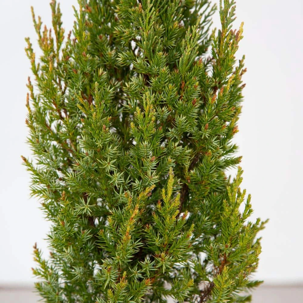 2.5 Qt. Holiday Blue Point Juniper Living Christmas Tree With Burlap Wrap 5 2.5 Qt. Holiday Blue Point Juniper Living Christmas Tree With Burlap Wrap - Image 3
