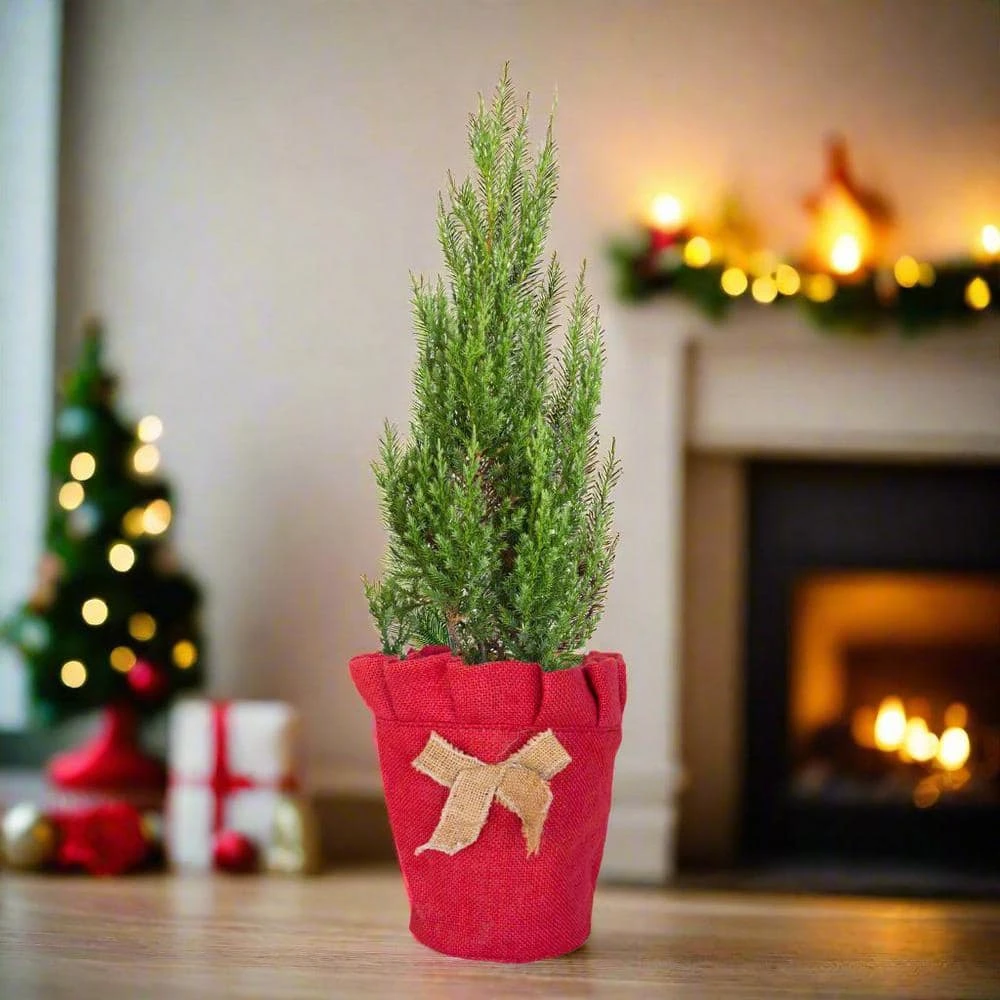 2.5 Qt. Holiday Blue Point Juniper Living Christmas Tree With Burlap Wrap 4 2.5 Qt. Holiday Blue Point Juniper Living Christmas Tree With Burlap Wrap - Image 2