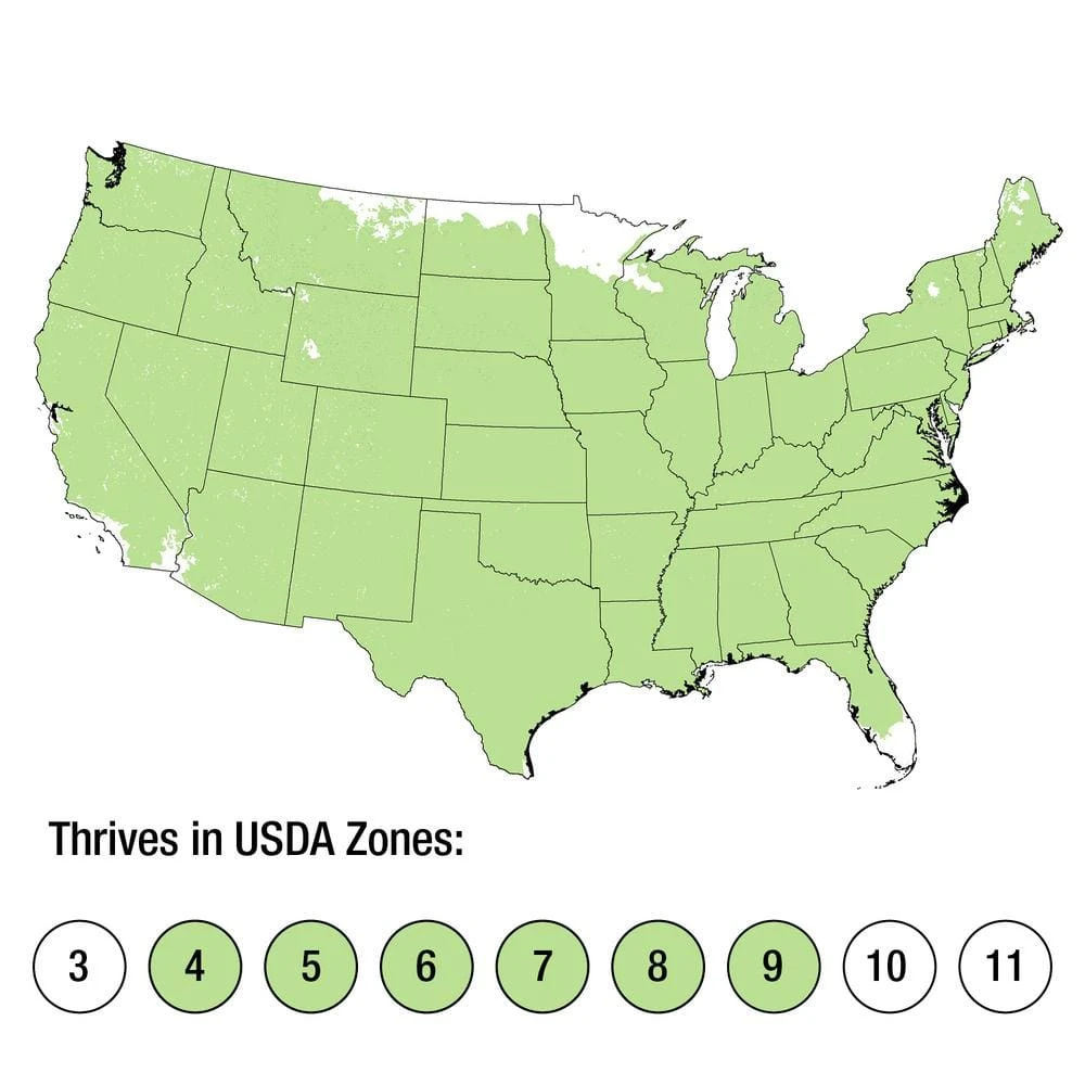 2.5 Qt. Holiday Blue Point Juniper Living Christmas Tree With Burlap Wrap 9 2.5 Qt. Holiday Blue Point Juniper Living Christmas Tree With Burlap Wrap - Image 7