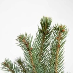 2.5 Qt. Holiday Baby Blue Colorado Spruce Living Christmas Tree With Burlap Wrap -Christmas Decor Shop fresh christmas plants 4722dp7 1f 1000