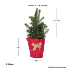 2.5 Qt. Holiday Baby Blue Colorado Spruce Living Christmas Tree With Burlap Wrap -Christmas Decor Shop fresh christmas plants 4722dp7 4f 1000