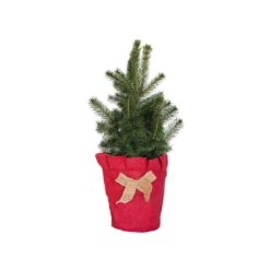 2.5 Qt. Holiday Baby Blue Colorado Spruce Living Christmas Tree With Burlap Wrap