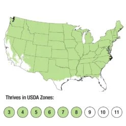 2.5 Qt. Holiday Baby Blue Colorado Spruce Living Christmas Tree With Burlap Wrap -Christmas Decor Shop fresh christmas plants 4722dp7 fa 1000