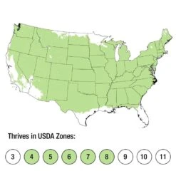 2.5 Qt. Holiday Emerald Green Arborvitae (Thuja) Living Christmas Tree With Burlap Wrap -Christmas Decor Shop fresh christmas plants 5520dp7 44 1000