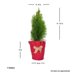2.5 Qt. Holiday Emerald Green Arborvitae (Thuja) Living Christmas Tree With Burlap Wrap -Christmas Decor Shop fresh christmas plants 5520dp7 4f 1000