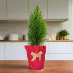 2.5 Qt. Holiday Emerald Green Arborvitae (Thuja) Living Christmas Tree With Burlap Wrap -Christmas Decor Shop fresh christmas plants 5520dp7 c3 1000