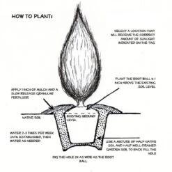 2.5 Qt. Holiday Emerald Green Arborvitae (Thuja) Living Christmas Tree With Burlap Wrap -Christmas Decor Shop fresh christmas plants 5520dp7 fa 1000