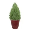 2 Gal. Rosemary Evergreen Holiday Plant In Decorative Red Pot With Pale Blue To White Flowers -Christmas Decor Shop fresh christmas plants 80014 64 1000