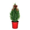 11 In. Holiday Blue Point Juniper Live Shrub In Red Decorative Pot With Holiday Bow -Christmas Decor Shop fresh christmas plants o486503rbbw 64 1000