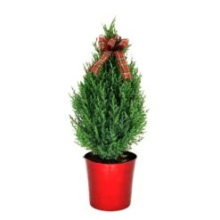 11 In. Holiday Blue Point Juniper Live Shrub In Red Decorative Pot With Holiday Bow