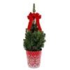 2.5 Qt. Holiday Spruce Tree With Christmas Sweater Pot And Velvet Bow -Christmas Decor Shop fresh christmas plants o585001cs 64 1000